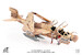EA6B Prowler US Navy VAQ-133 Wizards, Afghanistan, 2007 JCW-72-EA6B-005
